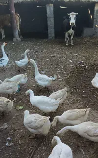 قو غاز لیندا