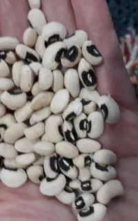 لوبیاچشم بلبلی کیلو ۱۰۰ مقطوع