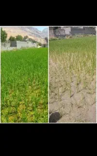کود های ارگانیک شرکت سبوسیب تغذیه ی کامل گیاه