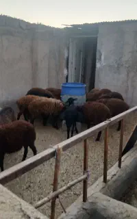 میش و بره ماده