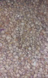 لوبیا چیتی مخصوص آش
