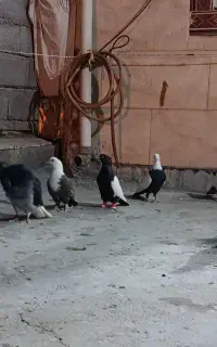 8 عدد کبوتر رنگی عتیقه