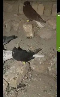 یک جفت دم سفید
