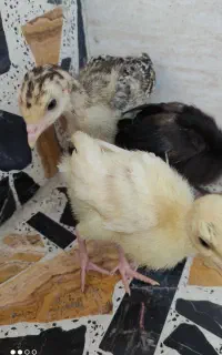 فروش جوجه برهما اصل رومانی
