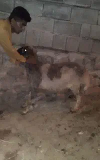 فروش فوری