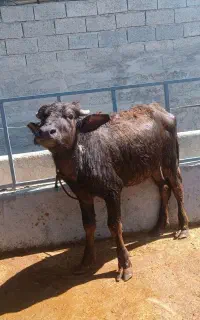 گوساله ماده گاومیش(حشوه)