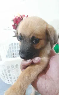 سگ پاکوتاه