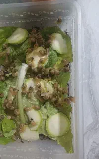 حلزون ۱ ماهه