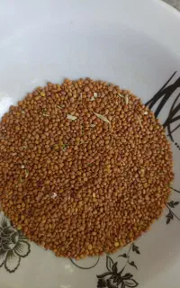 تربچه سیاه بذر