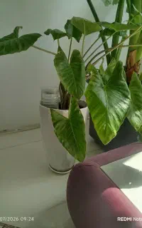 گل بابا آدم