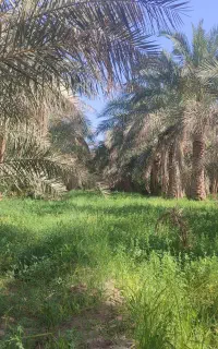 علف