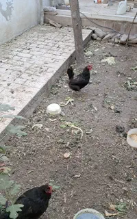 مرغ تخم گذار