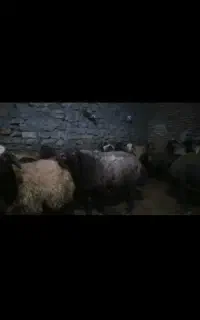 قوچ ژندار همو