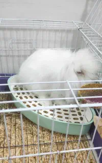 خرگوش نژاد ترکیش