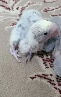 جوجه کتوله
