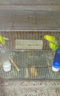 مرغ عشق