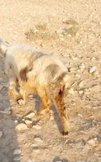 گوسفند