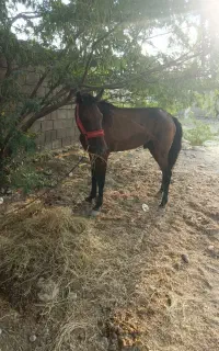 اسب