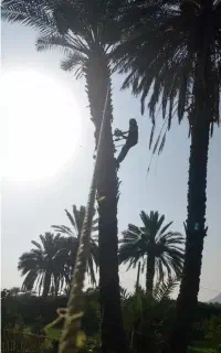 هرس درختان مزاحمم