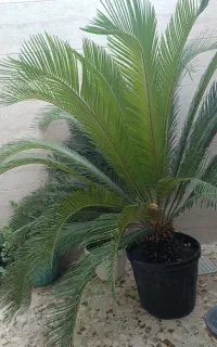 گل سیکاس