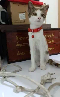 گربه
