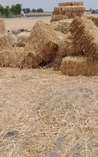 100عددپرس کاه