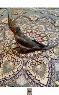 گمشده عروس هلندی امروز ساعت ۱ منطقه عارف