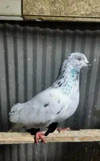 کبوتر