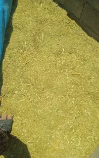 فروش جاشیر حیوانی