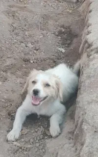 سگ پامر
