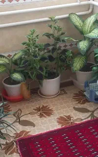 گل و گلدان
