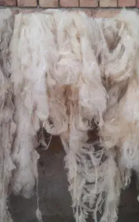 پشم تمیز