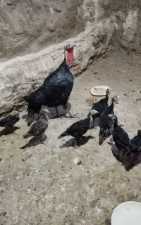 بوقلمون همراه 8جوجه