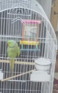 طوطی