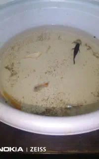 ماهی گوپی ومولی وبچه ماهی
