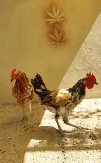 خروس گلین