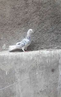 نره گوره