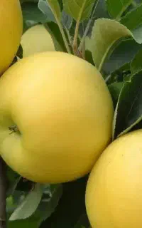 فروش نهال سیب زرد گلدانی