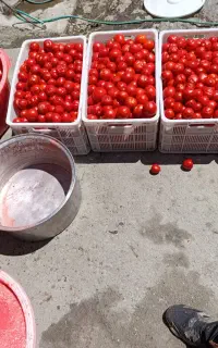 اب گیری.گوجه.درب منزل