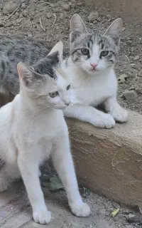 گربه واگذاری dsh