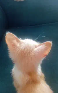 واگذاری بچه گربه ۳ ماهه