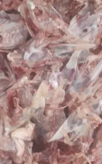اسکلت مرغ