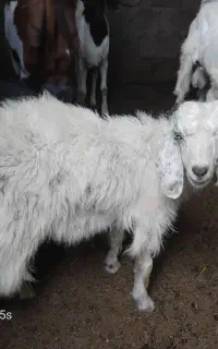 دام