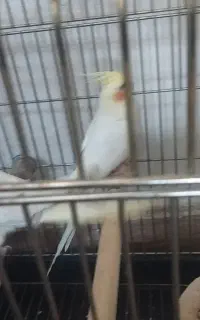 عروس هلندی