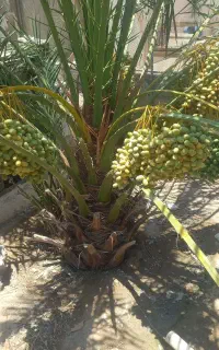 نخل پاجوش برحی