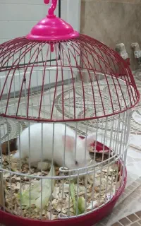 خرگوش زیبا همراه با سبد