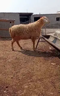 بره نر قوچ اصل دامازدخ مغانی نژاد برتر مغان