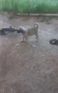 توله سرابی