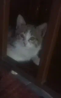 گربه