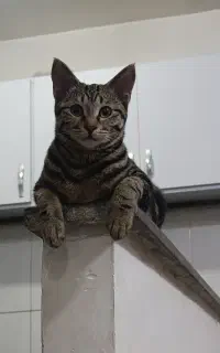 گربه ۱۰ ماهه
